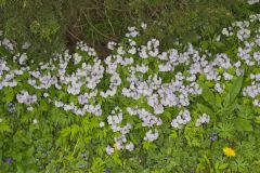 Fernleaf Phacelia, Phacelia bipinnatifida