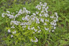 Fernleaf Phacelia, Phacelia bipinnatifida