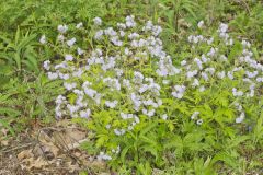 Fernleaf Phacelia, Phacelia bipinnatifida