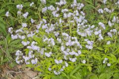 Fernleaf Phacelia, Phacelia bipinnatifida