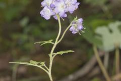 Fernleaf Phacelia, Phacelia bipinnatifida