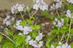 Fernleaf Phacelia, Phacelia bipinnatifida