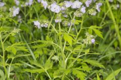 Fernleaf Phacelia, Phacelia bipinnatifida