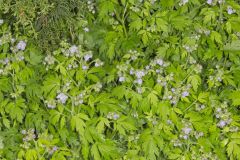 Fernleaf Phacelia, Phacelia bipinnatifida