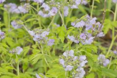 Fernleaf Phacelia, Phacelia bipinnatifida