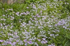 Fernleaf Phacelia, Phacelia bipinnatifida