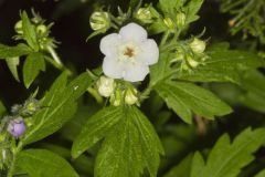 Fernleaf Phacelia, Phacelia bipinnatifida