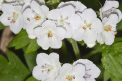 Fernleaf Phacelia, Phacelia bipinnatifida