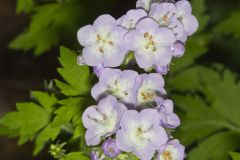 Fernleaf Phacelia, Phacelia bipinnatifida