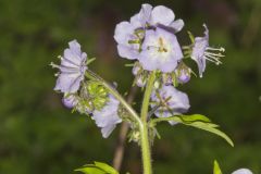 Fernleaf Phacelia, Phacelia bipinnatifida Fernleaf Phacelia, Phacelia bipinnatifida
