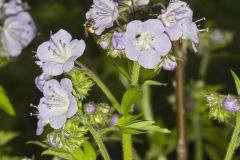 Fernleaf Phacelia, Phacelia bipinnatifida Fernleaf Phacelia, Phacelia bipinnatifida