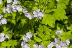 Fernleaf Phacelia, Phacelia bipinnatifida Fernleaf Phacelia, Phacelia bipinnatifida