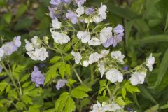 Fernleaf Phacelia, Phacelia bipinnatifida Fernleaf Phacelia, Phacelia bipinnatifida