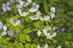 Fernleaf Phacelia, Phacelia bipinnatifida Fernleaf Phacelia, Phacelia bipinnatifida