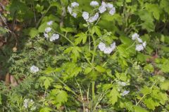 Fernleaf Phacelia, Phacelia bipinnatifida Fernleaf Phacelia, Phacelia bipinnatifida