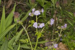 Fernleaf Phacelia, Phacelia bipinnatifida Fernleaf Phacelia, Phacelia bipinnatifida