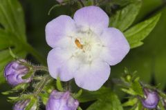 Fernleaf Phacelia, Phacelia bipinnatifida Fernleaf Phacelia, Phacelia bipinnatifida