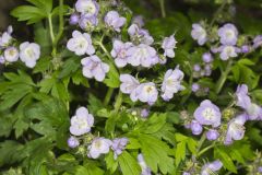 Fernleaf Phacelia, Phacelia bipinnatifida Fernleaf Phacelia, Phacelia bipinnatifida