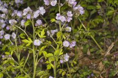 Fernleaf Phacelia, Phacelia bipinnatifida