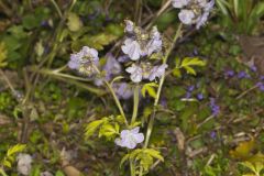 Fernleaf Phacelia, Phacelia bipinnatifida Fernleaf Phacelia, Phacelia bipinnatifida
