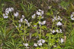Fernleaf Phacelia, Phacelia bipinnatifida Fernleaf Phacelia, Phacelia bipinnatifida