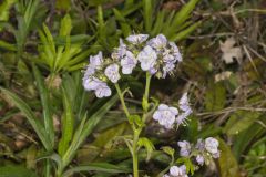 Fernleaf Phacelia, Phacelia bipinnatifida Fernleaf Phacelia, Phacelia bipinnatifida