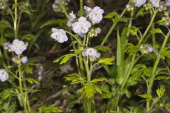 Fernleaf Phacelia, Phacelia bipinnatifida Fernleaf Phacelia, Phacelia bipinnatifida