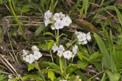 Fernleaf Phacelia, Phacelia bipinnatifida