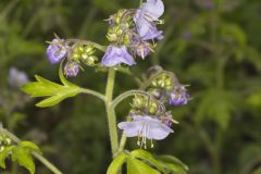 Fernleaf Phacelia, Phacelia bipinnatifida Fernleaf Phacelia, Phacelia bipinnatifida