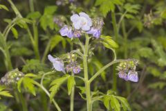 Fernleaf Phacelia, Phacelia bipinnatifida Fernleaf Phacelia, Phacelia bipinnatifida