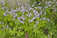 Fernleaf Phacelia, Phacelia bipinnatifida Fernleaf Phacelia, Phacelia bipinnatifida