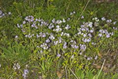 Fernleaf Phacelia, Phacelia bipinnatifida Fernleaf Phacelia, Phacelia bipinnatifida