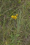 Fewleaf Sunflower, Helianthus occidentalis