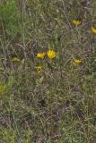 Fewleaf Sunflower, Helianthus occidentalis