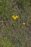 Fewleaf Sunflower, Helianthus occidentalis