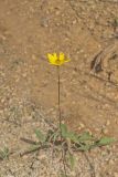 Fewleaf Sunflower, Helianthus occidentalis