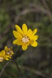 Fewleaf Sunflower, Helianthus occidentalis