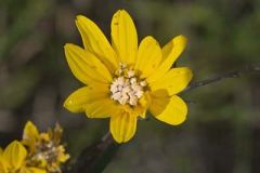 Fewleaf Sunflower
