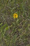 Fewleaf Sunflower, Helianthus occidentalis