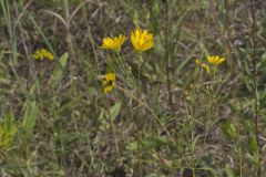 Fewleaf Sunflower, Helianthus occidentalis