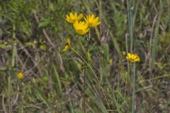 Fewleaf Sunflower, Helianthus occidentalis