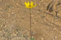 Fewleaf Sunflower, Helianthus occidentalis