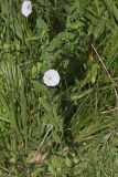 Field bindweed, Convolvulus arvensis