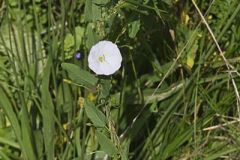 Field bindweed
