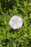 Field bindweed, Convolvulus arvensis