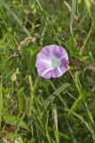 Field bindweed, Convolvulus arvensis