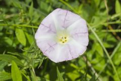 Field bindweed, Convolvulus arvensis