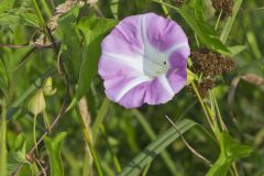 Field bindweed, Convolvulus arvensis