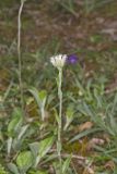 Field Pussytoes, Antennaria neglecta