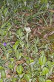 Field Pussytoes, Antennaria neglecta